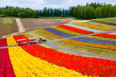 Hokkaido plantation flower garden