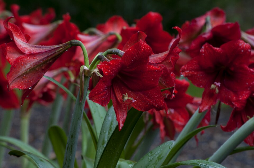 Blossom nature petal