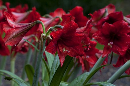 Blossom nature petal