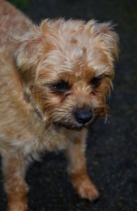 Molly, Masham, North Yorkshire