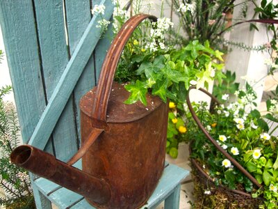 Garden flowers watering can