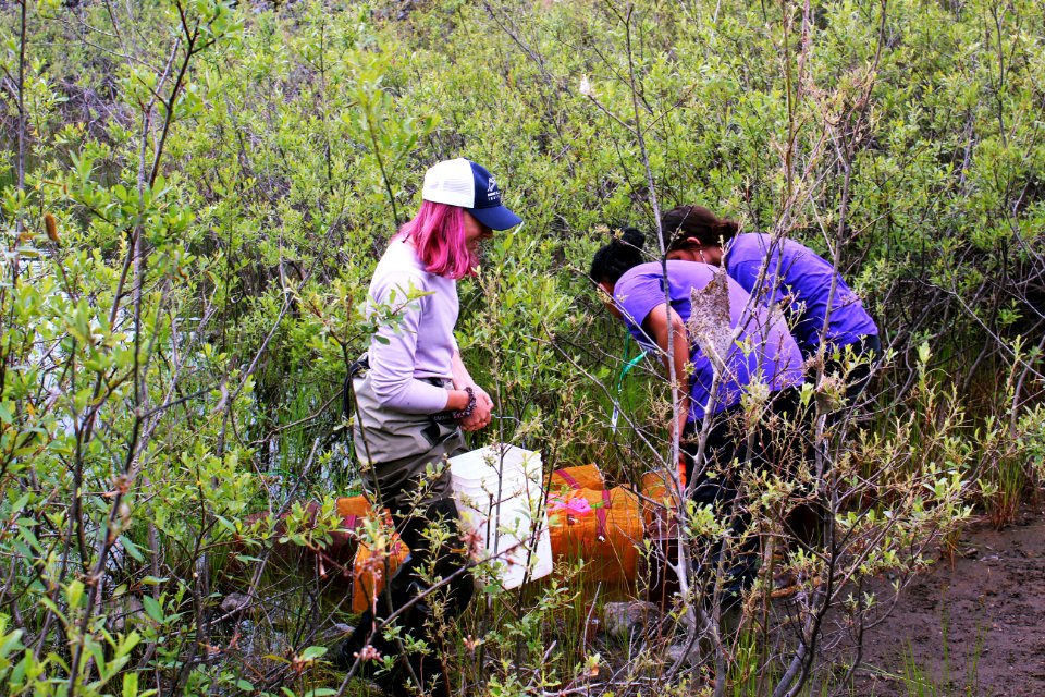 Collecting traps containing aquatic creates from ponds at Mount St. Helens