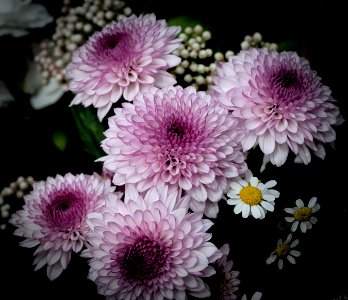 blumen02360
