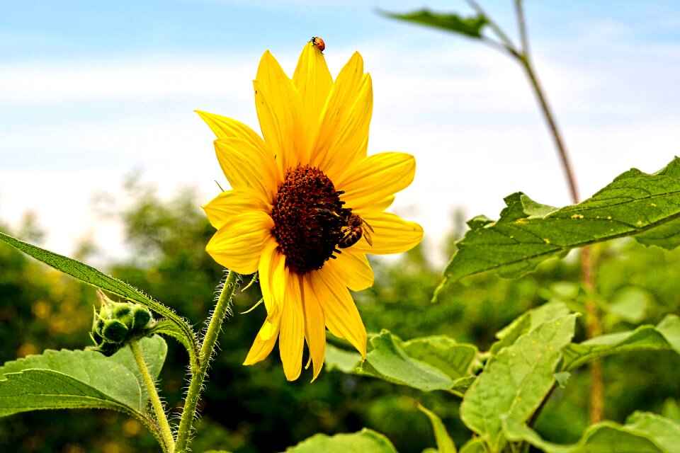 Nature flower summer