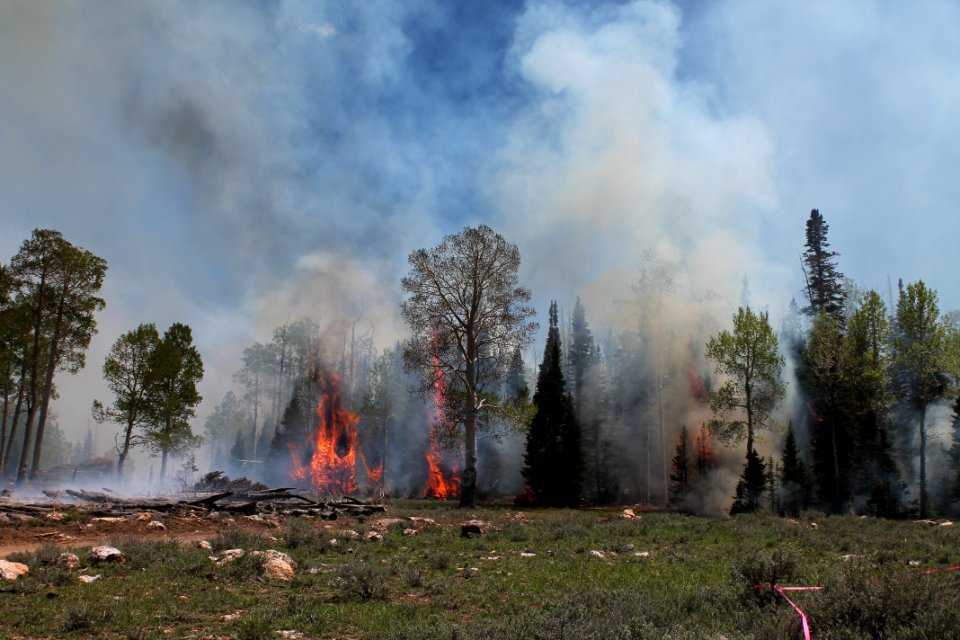 Prescribed burn at Manning Creek