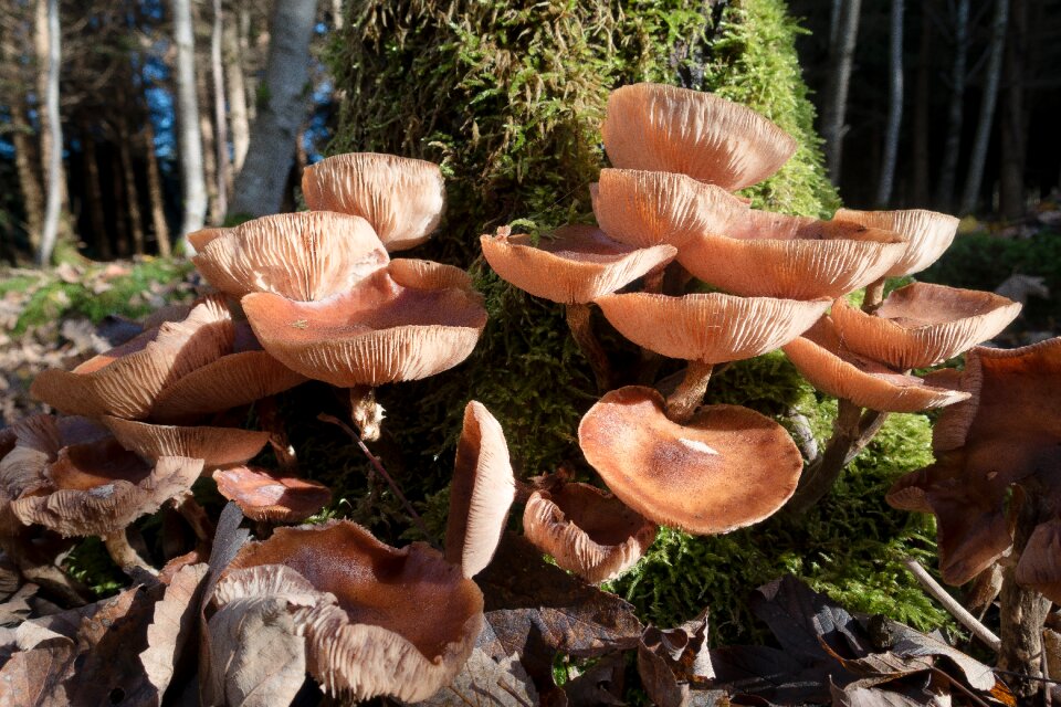 Autumn nature forest floor