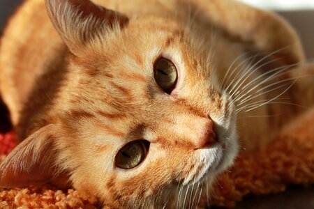 Feline ginger brown cat