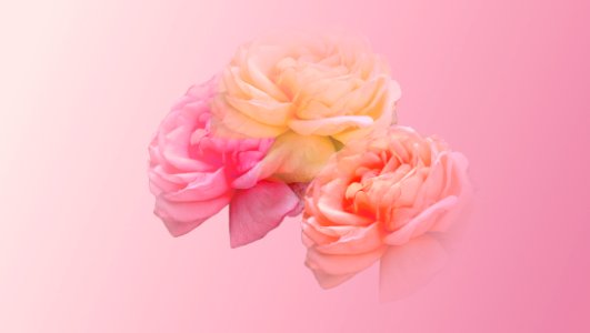 three roses, background, wallpaper
