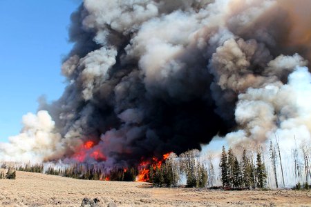 Langdon Mountain Prescribed Burn