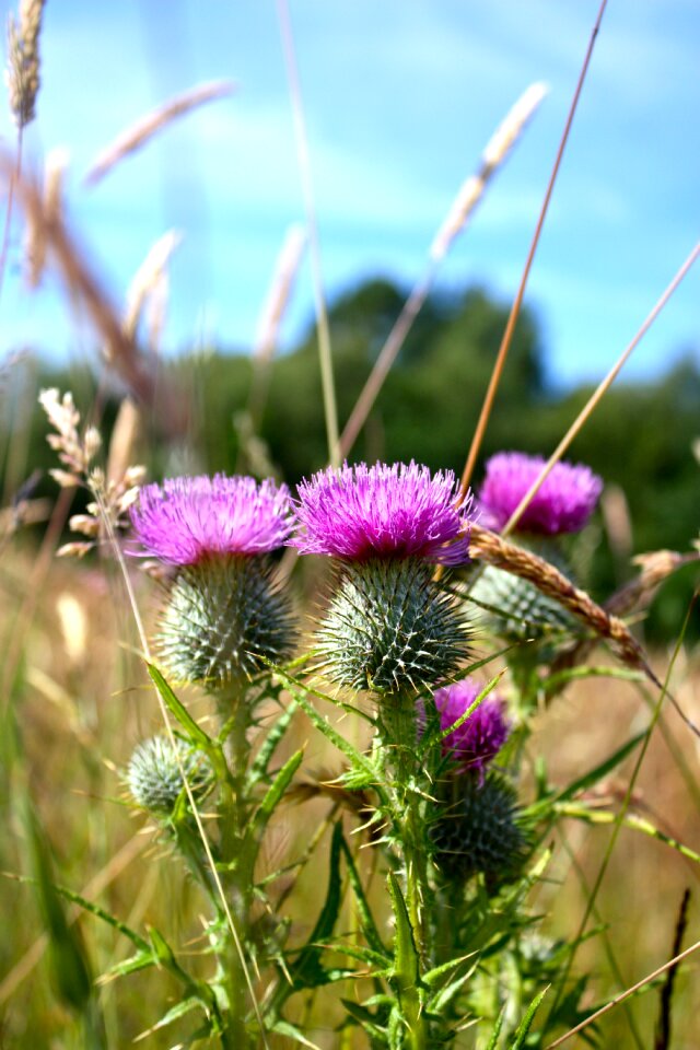 Wild hill scottish