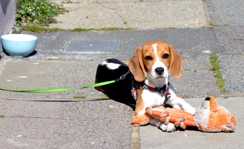 Five Months Old 'Bow', St. Leonards-on-Sea, East Sussex