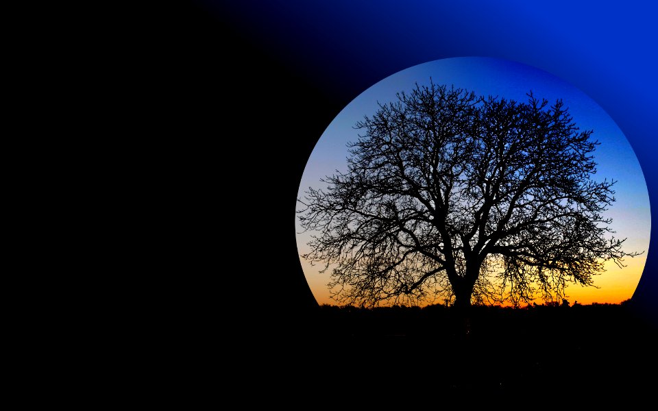 see more in my album 'trees'