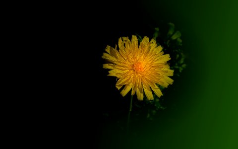 background, wallpaper, hintergrundbild (free) - Distelblüte