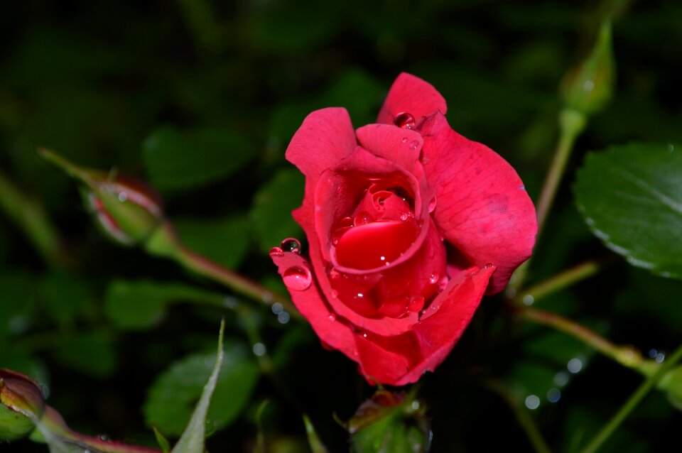 Red rose water drops rain drops photo