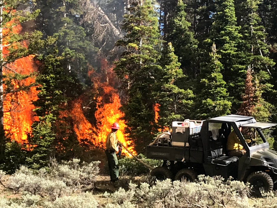 Prescribed burn at Manning Creek