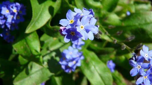 Blue spring plant photo