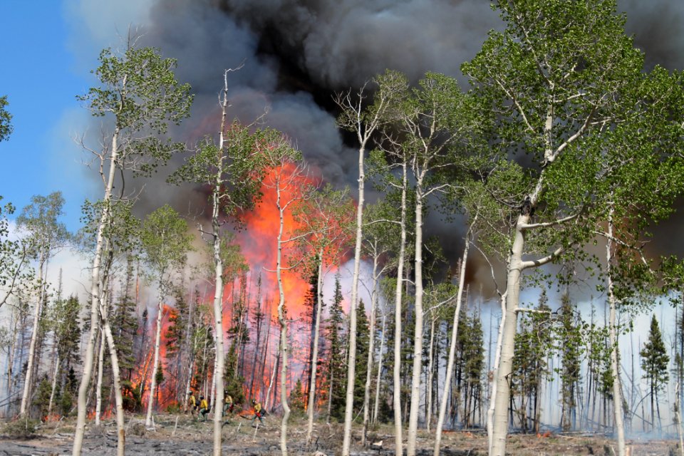 Prescribed burn at Manning Creek