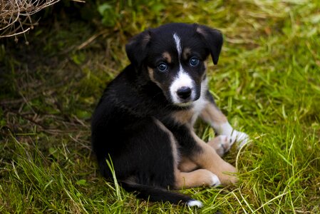 Canine pet garden