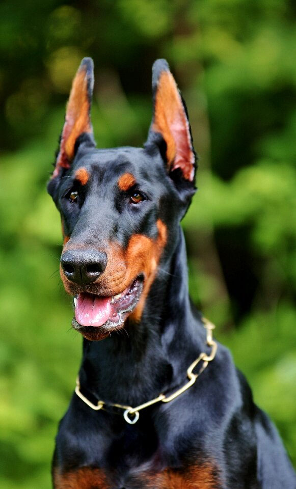 Doberman dog nature