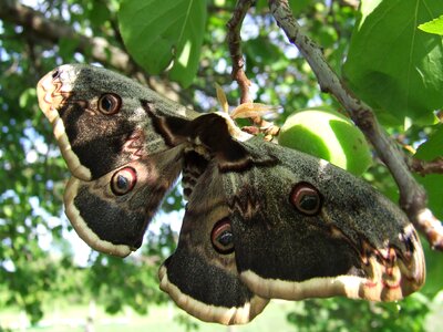Butterfly pear-shaped insects