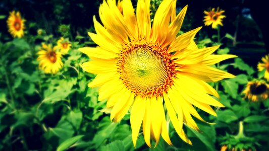 Yellow flower plant nature photo