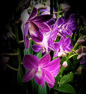 geranium