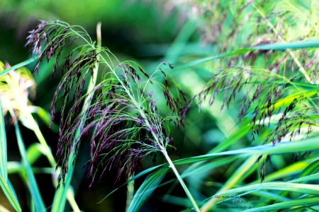 Schilf, water reed photo