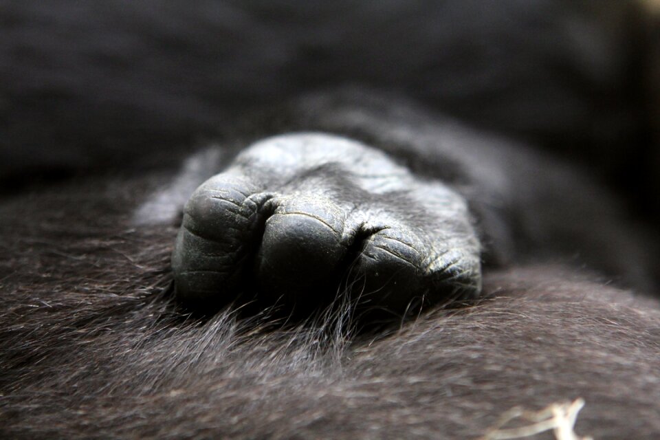 Close up ape animals