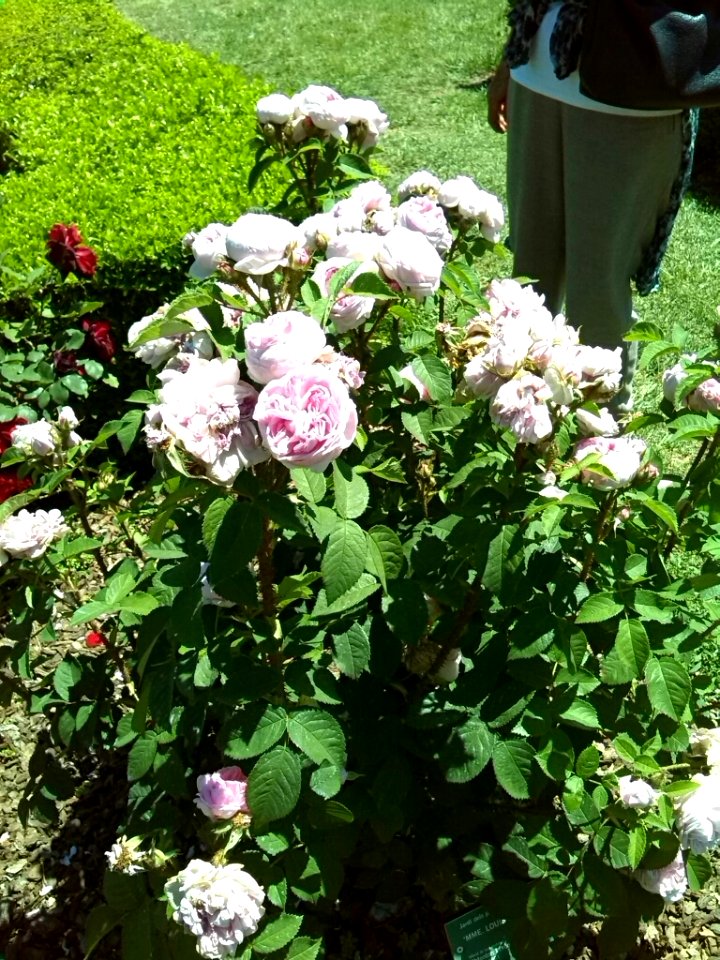20150517-Roas(JardinCervantes)-CYMERA 144845
