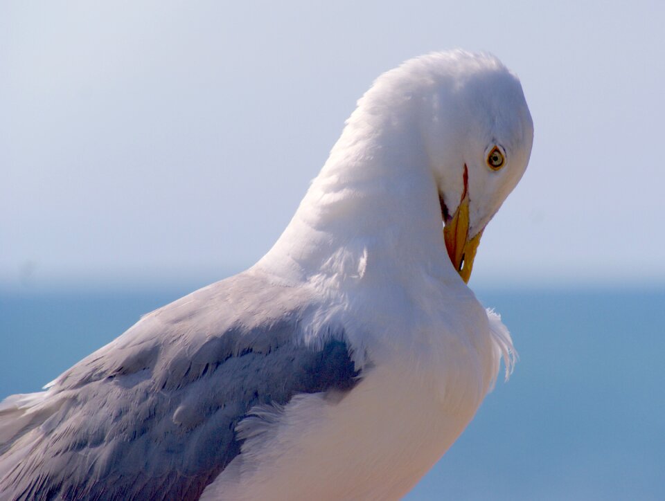 Port birds animal