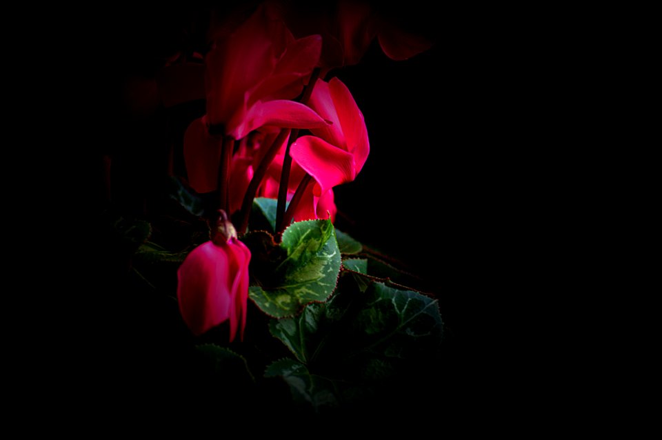 see more in my album 'blumen/frowers'