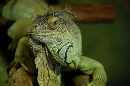 Lizard reptile sheds