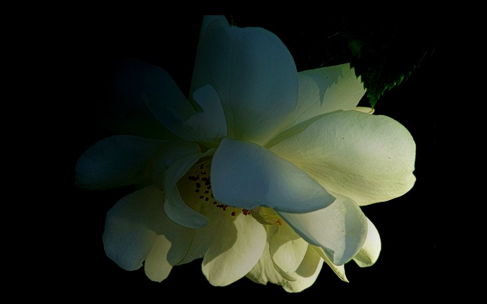 background, wallpaper, hintergrundbild (free)