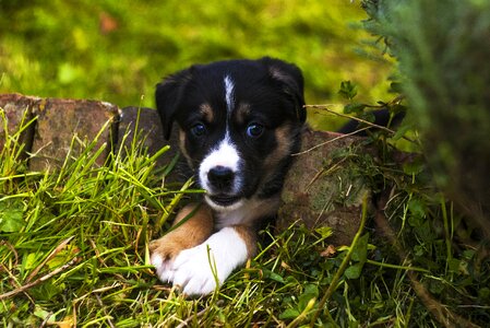 Canine pet garden