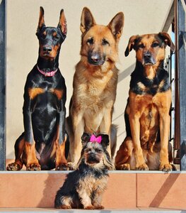 Doberman yorkie german shepherd