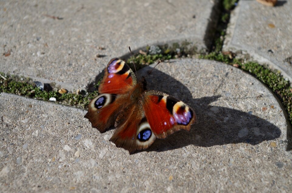 Butterfly insects color