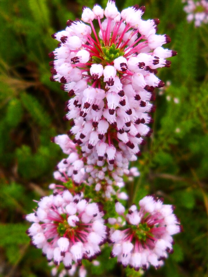 Autumn meadow exotic