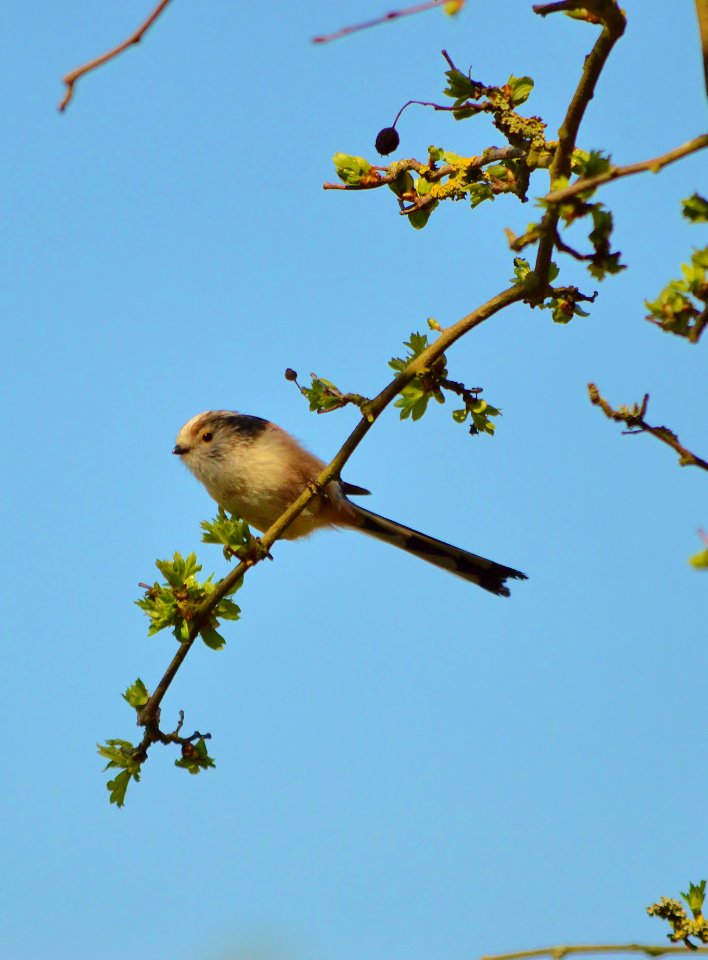 long tail