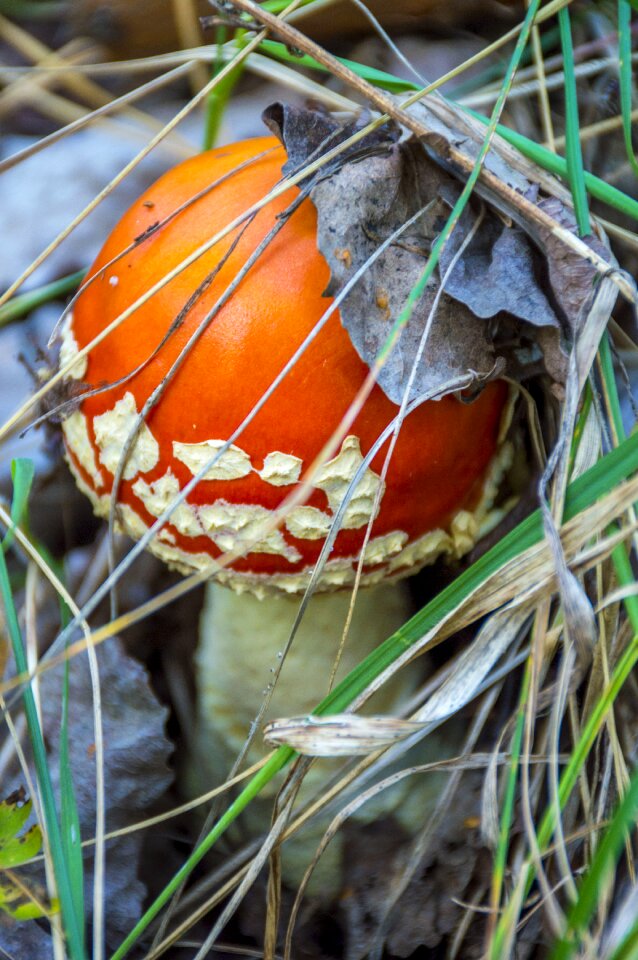 Amanita autumn forest