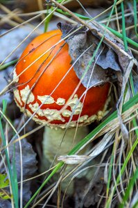Amanita autumn forest