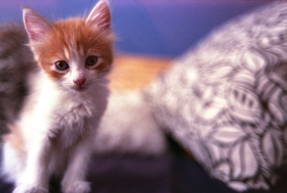 Ariel fujifilm200 011