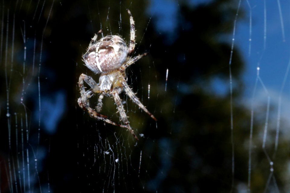 Early morning visitor