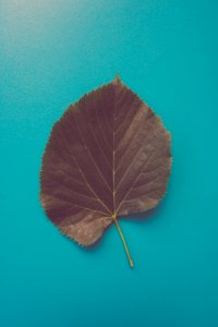 Leaf