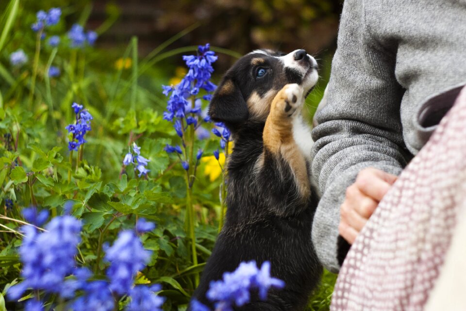 Canine pet garden