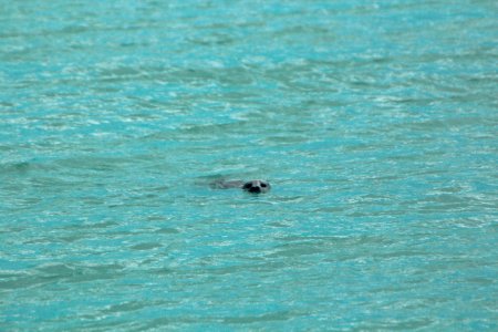 Swimming Seal in Glacial Water photo