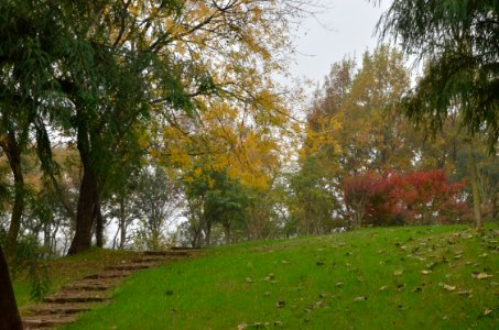 Nanjing, Guli Lavender Manor (DSC 9987p)