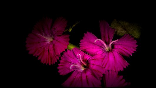 background, wallpaper, hintergrundbild (free)