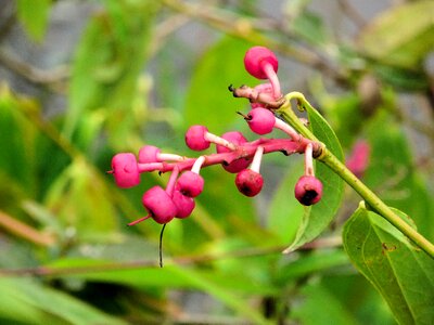 Amazonie wild plant exotic flower photo