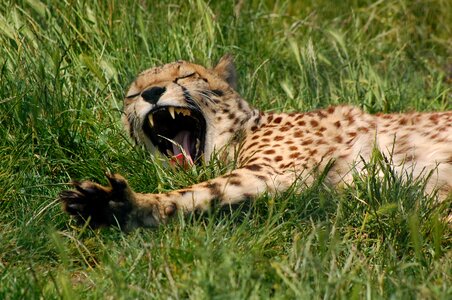 Wild yawn wild cat photo