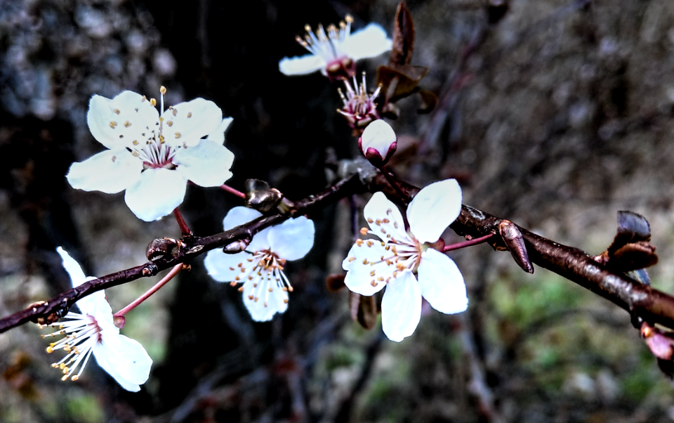 It's spring, Hawthorn flowers